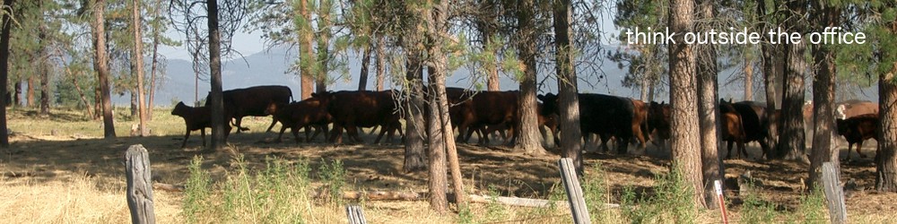 A photograph of red-colored cattle moving through shadows under pine trees.